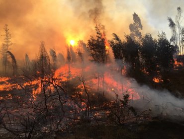 Valparaíso: Controlan dos de los tres incendios forestales