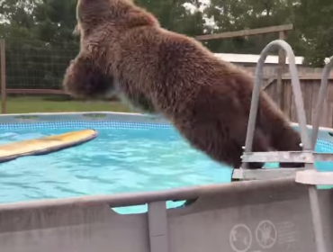 Video: Oso bueno para la piscina la rompe en Youtube