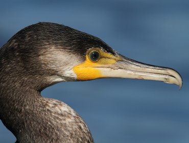 PDI y SAG rescataron Cormorán herido desde el centro de Talcahuano