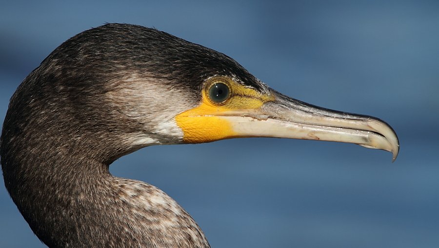 PDI y SAG rescataron Cormorán herido desde el centro de Talcahuano