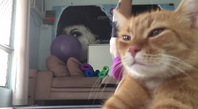 Video: Gato desinteresado se vuelve viral