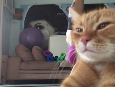 Video: Gato desinteresado se vuelve viral