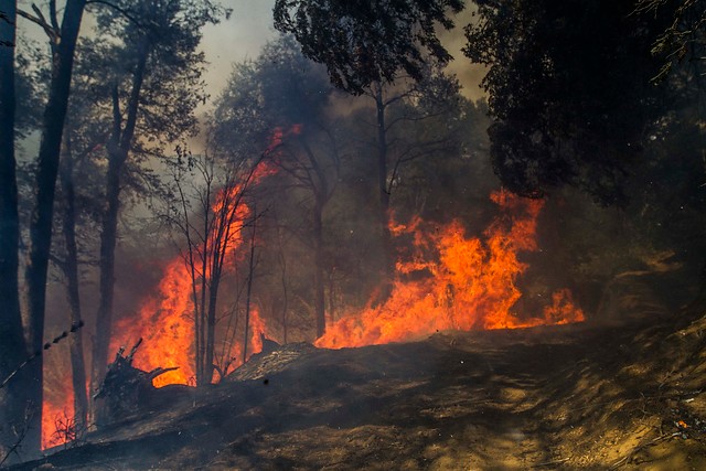 Onemi declara Alerta Amarilla por incendio forestal en Valparaíso