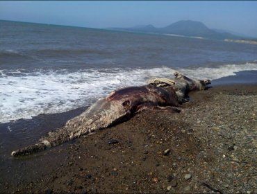 Extraña criatura marina tiene a comunidad científica vuelta loca