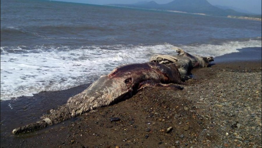 Extraña criatura marina tiene a comunidad científica vuelta loca