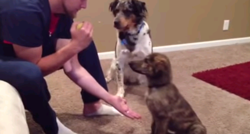 Video: La tierna forma en que este perro interrumpe el entrenamiento de su amigo