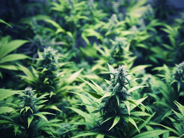 Este martes se vota en la Cámara legalización de marihuana medicinal