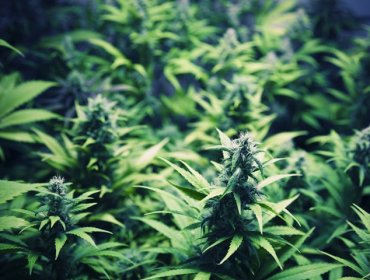 Este martes se vota en la Cámara legalización de marihuana medicinal