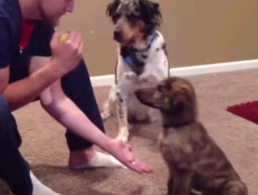 Video: La tierna forma en que este perro interrumpe el entrenamiento de su amigo