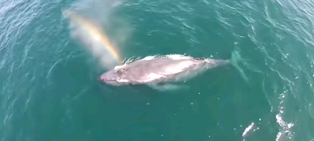 Video: La hermosa forma en que esta ballena crea un arcoíris