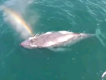 Video: La hermosa forma en que esta ballena crea un arcoíris