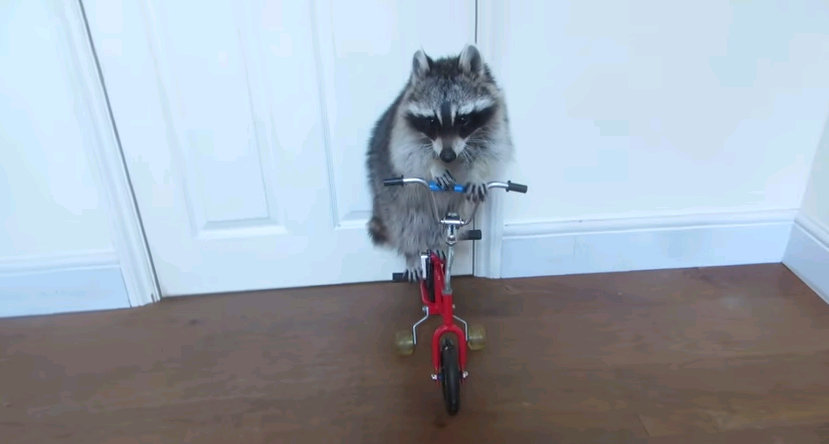 Video: No podrás creer lo que este mapache hace con la bicicleta