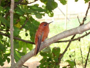 CONAF impulsa la conservación del picaflor de Juan Fernández con plantación de árboles nativos