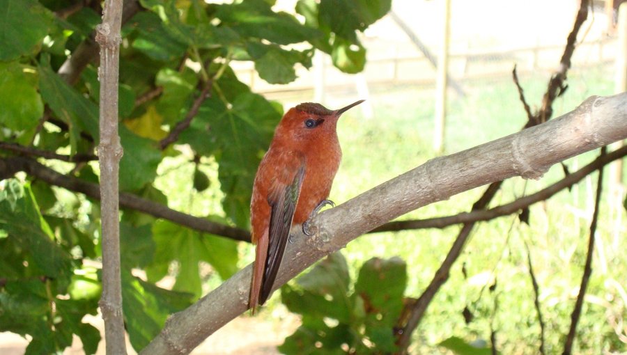 CONAF impulsa la conservación del picaflor de Juan Fernández con plantación de árboles nativos