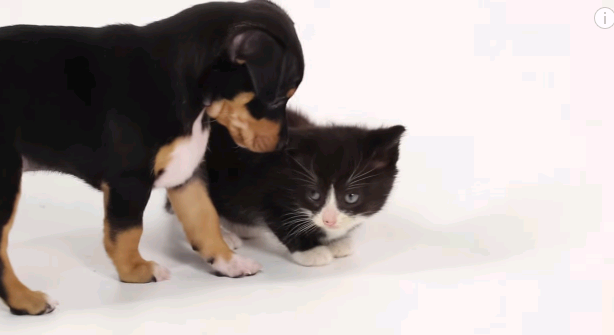 Video: Mira cómo reaccionan los gatos y perros cuando se ven por primera vez