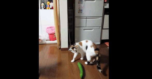 Video: Mira la increíble reacción de este gato al encontrarse con un pepino