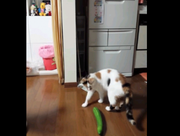 Video: Mira la increíble reacción de este gato al encontrarse con un pepino