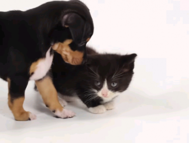 Video: Mira cómo reaccionan los gatos y perros cuando se ven por primera vez