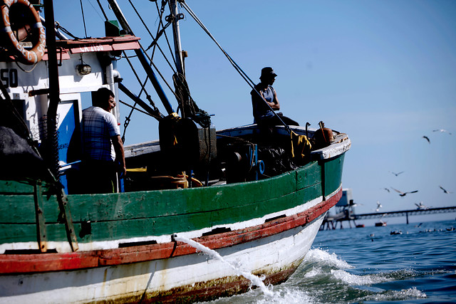 Biobío: Armada aborda a pesqueros chinos para fiscalizar pesca ilegal