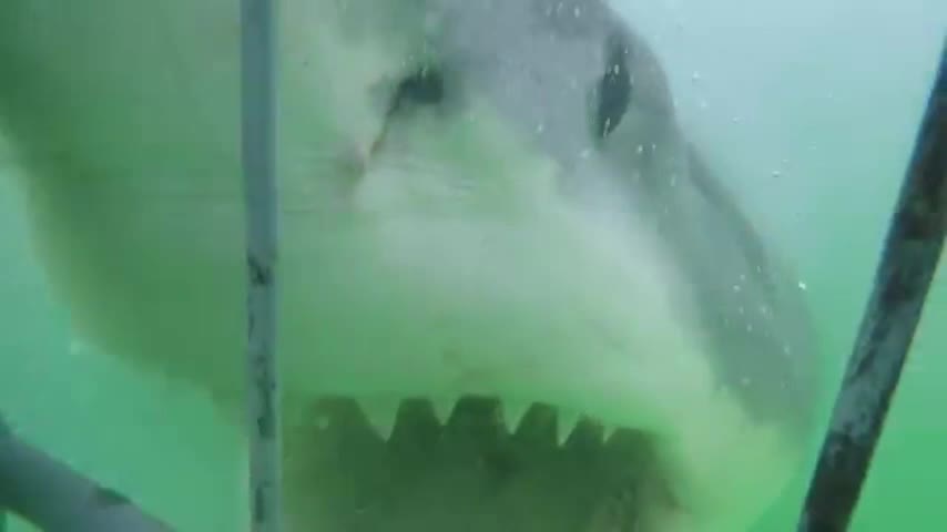 Video: Este tiburón blanco quería a toda costa comerse a una turista