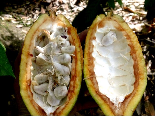 Cacao blanco peruano competirá premio internacional mejor chocolate de origen