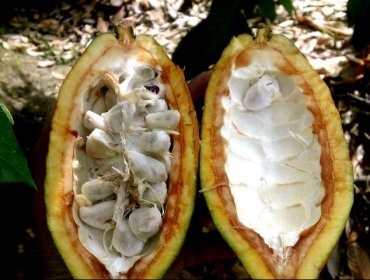 Cacao blanco peruano competirá premio internacional mejor chocolate de origen