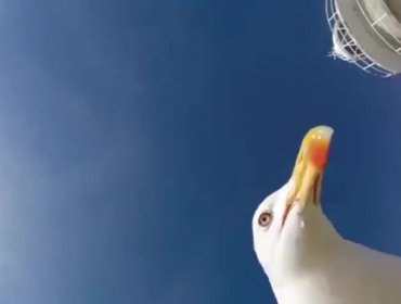 Video: Traviesa gaviota se roba una GoPro para hacer una linda toma aérea