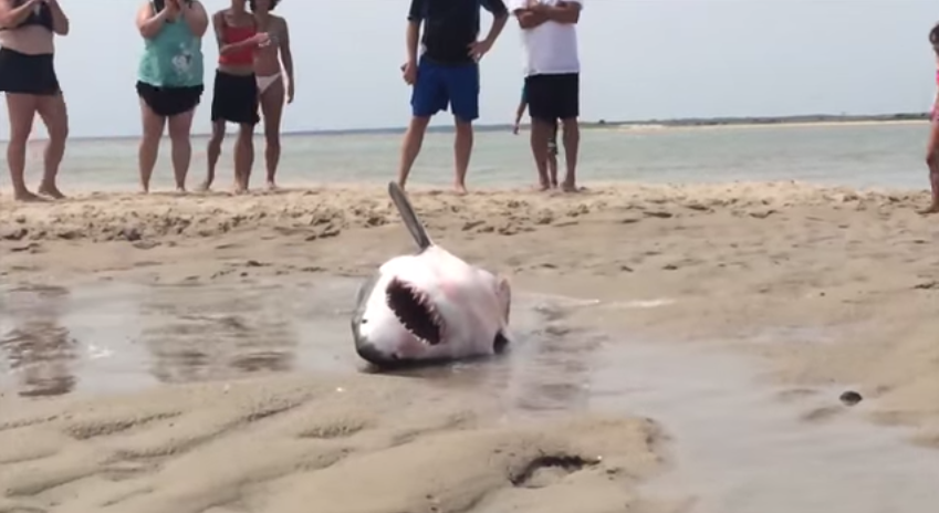 Video: Rescatan a tiburón blanco que varó en balneario tras intentar comer gaviotas