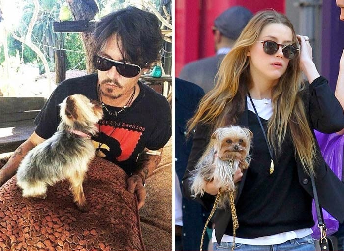 Esposa de Johnny Depp acusada por ingreso ilegal de animales en Australia