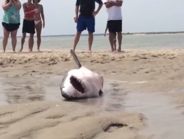 Video: Rescatan a tiburón blanco que varó en balneario tras intentar comer gaviotas