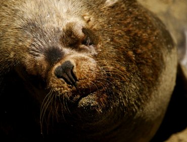 Crueldad: Polémica en región de Aysén por lobo marino asesinado por trabajadores