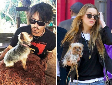 Esposa de Johnny Depp acusada por ingreso ilegal de animales en Australia