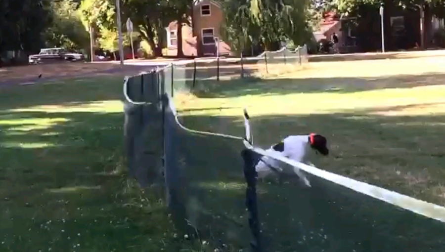 Video: Mira el acrobático salto que realiza un perro para atrapar su juguete