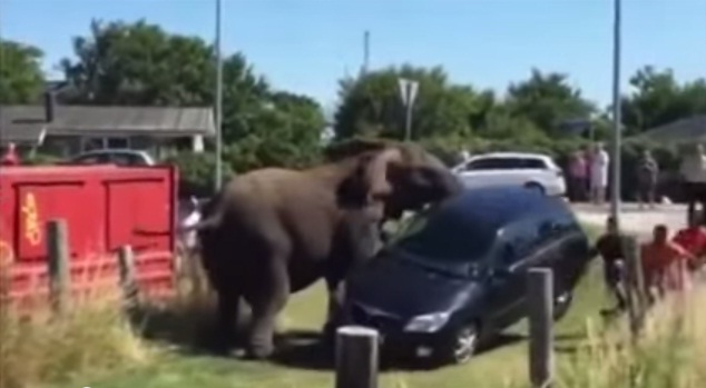 Video: Violenta reacción de elefantes en Dinamarca