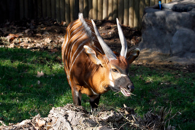 Galería: Zoológico de Santiago da la bienvenida a Bongo