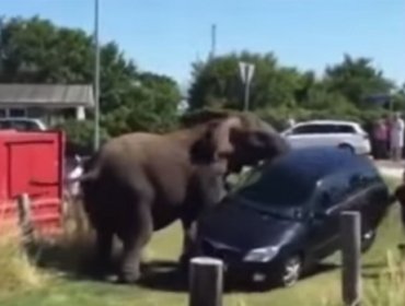 Video: Violenta reacción de elefantes en Dinamarca