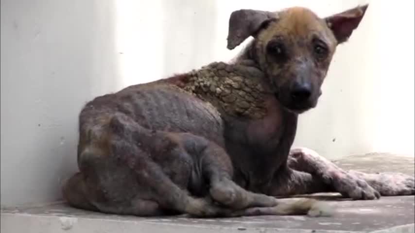 Video: Mira la rápida recuperación de este perro rescatado en india