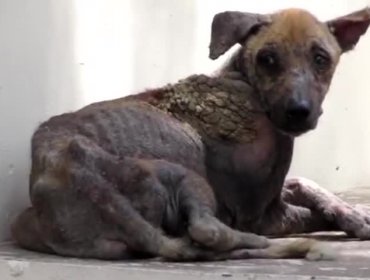 Video: Mira la rápida recuperación de este perro rescatado en india