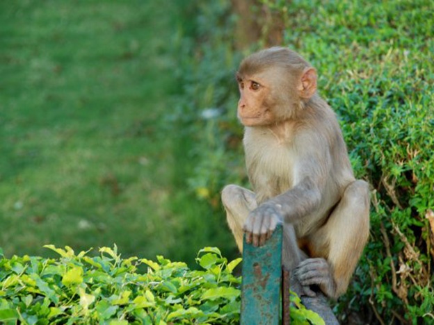 Tierno monito roba dinero y lo lanza a mendigos en la India