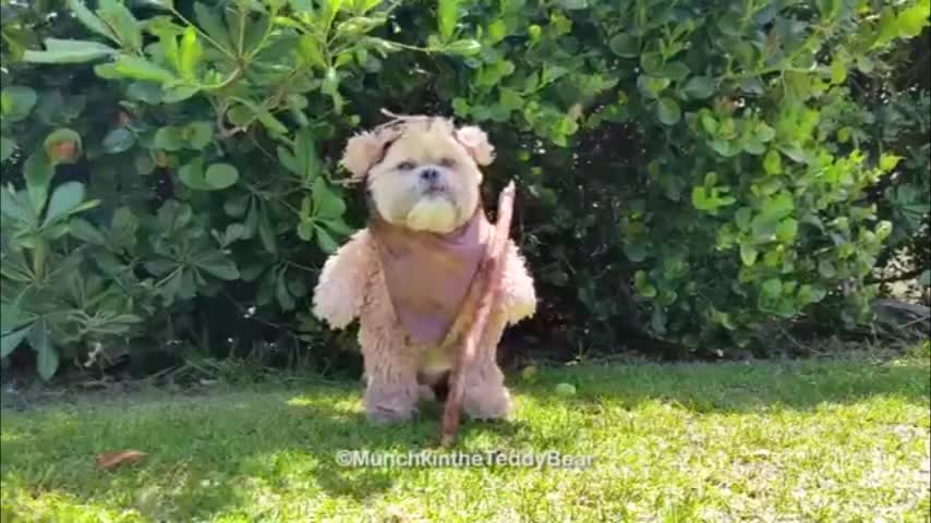 Video: Munchkin la perrita oso de peluche con cara de Ewok causa furor en internet