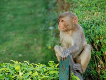 Tierno monito roba dinero y lo lanza a mendigos en la India