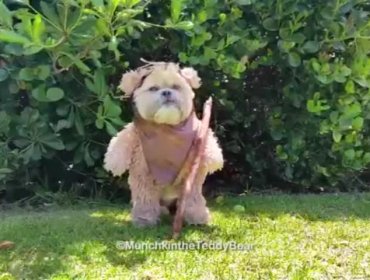 Video: Munchkin la perrita oso de peluche con cara de Ewok causa furor en internet