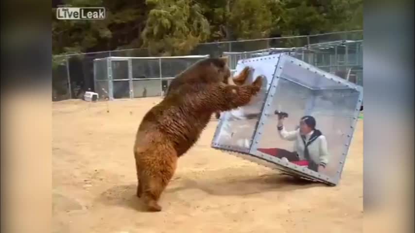 Video: La terrorífica experiencia de esta mujer dentro de un cubo y un oso Grizzly