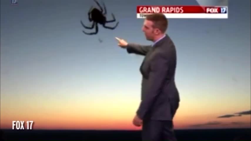 Video: Una araña roba pantalla cuando entregaban el pronóstico del tiempo