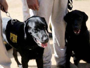 En Valparaíso hallan a menor extraviada desde su hogar en Puente Alto