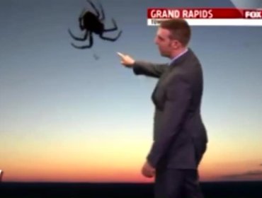 Video: Una araña roba pantalla cuando entregaban el pronóstico del tiempo