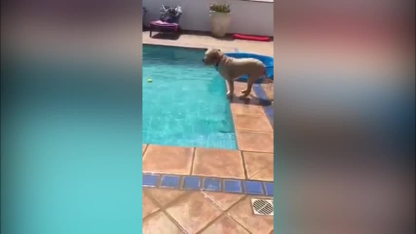 Video: Mira como este perro se las arregla para sacar su pelota de la piscina