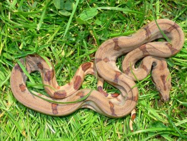 Científicos descubren el secreto del método letal de la boa constrictor