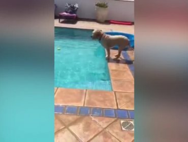 Video: Mira como este perro se las arregla para sacar su pelota de la piscina