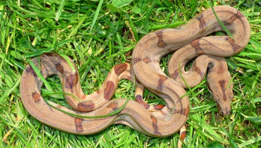 Científicos descubren el secreto del método letal de la boa constrictor